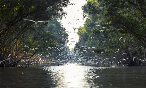 Thăm quê hương Đồng Tháp mùa nước nổi