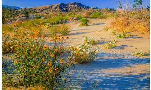 Công viên lớn nhất của tiểu bang có loài hoa dại đẹp nhất trong tiểu bangCalifornia