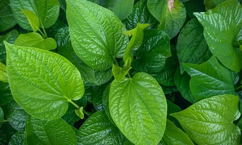 Trắng da, ngừa mụn ngay tại nhà chỉ với vài lá trầu không