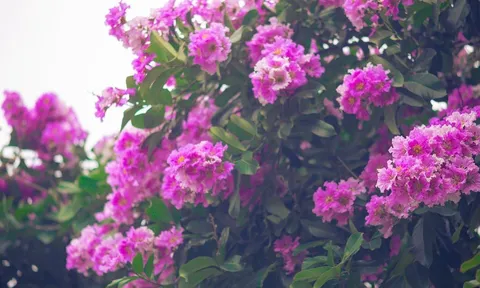 Phố phường Hà Nội ngập tràn sắc tím bằng lăng