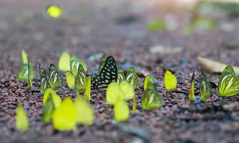 Mùa bướm rừng ở Nam Cát Tiên (Đồng Nai) đẹp như tranh cổ tích