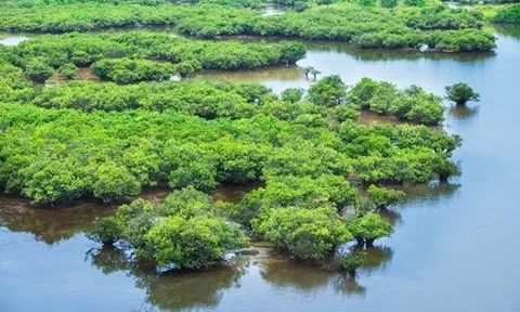 Học sinh và phụ huynh tử vong khi tham quan, trải nghiệm ở Vườn quốc gia Xuân Thủy (Nam Định)