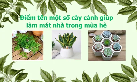 Điểm tên một số cây cảnh giúp làm mát nhà trong mùa hè