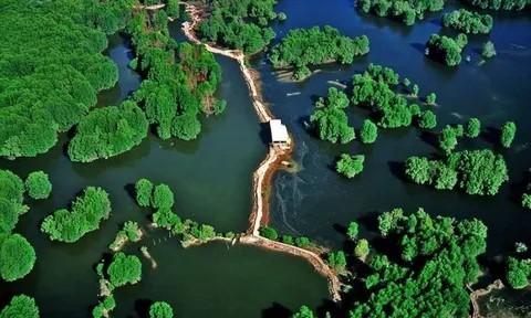Đề cử rừng phòng hộ Cần Giờ thành khu Ramsar