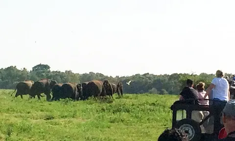 Theo vết đàn voi trong safari