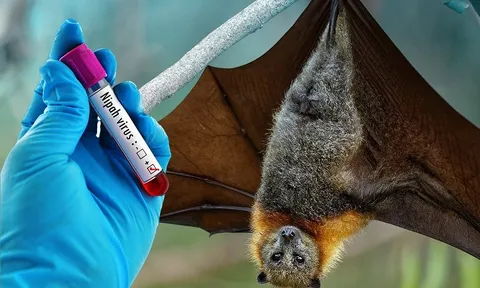 Bali tăng cường sàng lọc du khách vì lo ngại virus Nipah