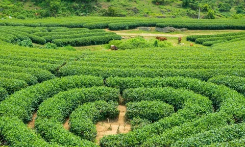 Thành lập Trung tâm Xúc tiến Đầu tư, Thương mại và Du lịch tỉnh Sơn La
