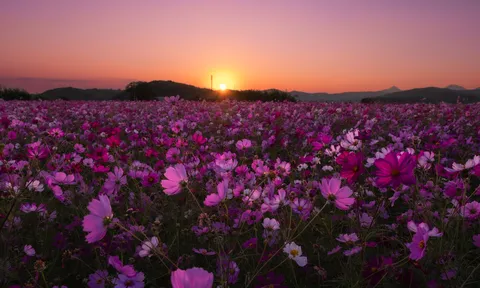 Mê mẩn khung cảnh cánh đồng hoa cosmos dưới ánh nắng ban mai ở "đất nước mặt trời mọc"