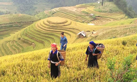 Lên núi xem người Mông gặt lúa