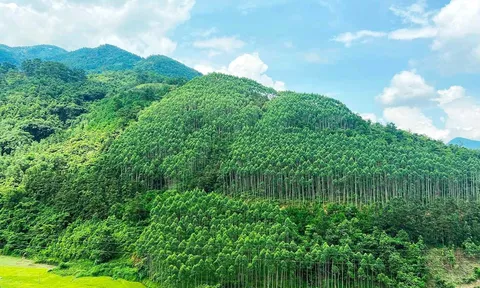 Tiềm năng của việc thương mại hoá tín chỉ carbon rừng
