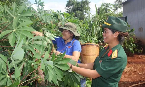 Lạ lẫm ẩm thực từ lá mỳ của người Jrai