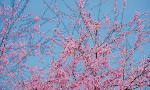 Mai anh đào tô hồng Hà Giang những ngày cuối năm