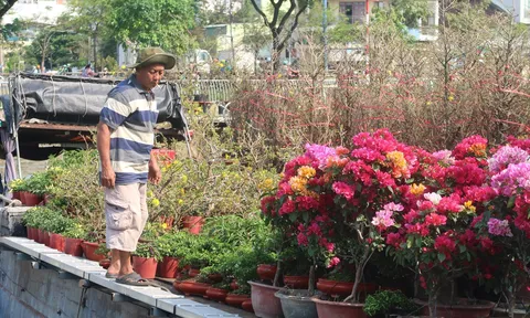 Muôn sắc hoa Xuân đổ bộ tại Bến Bình Đông, chuẩn bị lễ hội “Trên bến dưới thuyền”