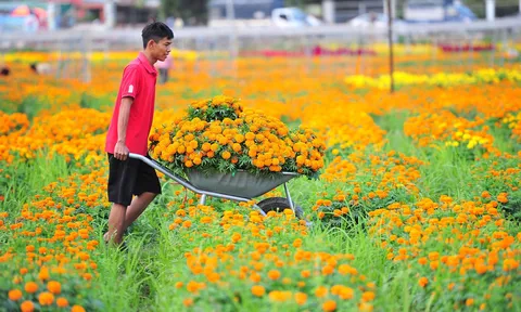 Làng hoa lớn nhất Bình Dương rực rỡ mùa thu hoạch