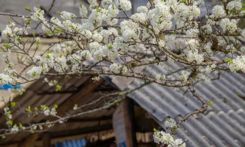 Mùa hoa nở rộ tại cao nguyên đá