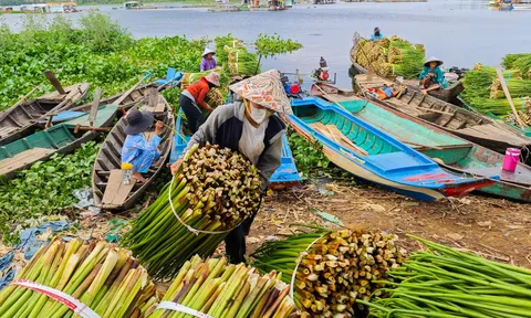 Xanh thẫm sắc màu nghề vớt lục bình trên sông La Ngà
