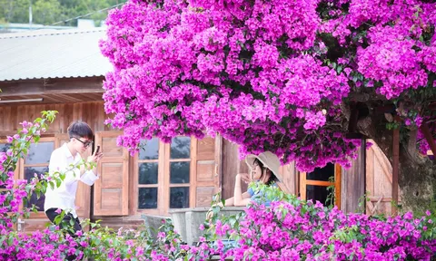 Hoa giấy cổ ở Cầu Đất khoe sắc rực rỡ, thu hút du khách
