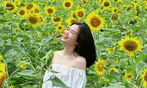 Đến hẹn, vườn hoa hướng dương rực rỡ cách Hà Nội khoảng 20km lại "hot rần rần" mạng xã hội
