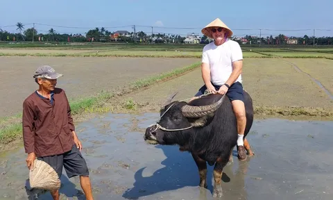 Khách Tây tới Việt Nam thích học cấy lúa, hào hứng lội ruộng và cưỡi trâu