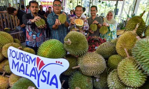 Malaysia công bố 62 tour du lịch ăn sầu riêng mới để thu hút du khách