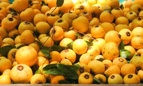 Có một loại quả chỉ cần ngửi mùi thơm là biết mùa thu Hà Nội đã về