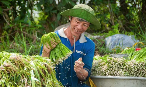 Thanh bình cảnh thu hoạch "đặc sản trời ban" mùa nước nổi