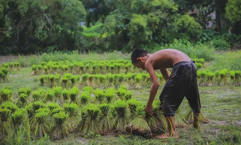 Nét đẹp tuổi thơ qua những bàn tay nhỏ cấy mạ non