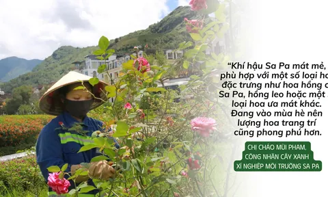 Chăm sóc cây xanh đô thị kiến tạo cảnh quan du lịch Sa Pa