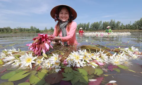 Sắc màu thanh bình bông súng Long An mùa nước nổi