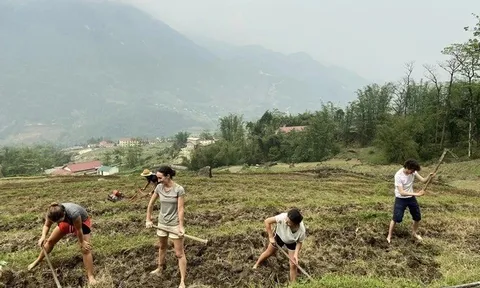 Du khách Tây “xắn tay áo” gặt lúa, phơi thóc ở Hà Giang