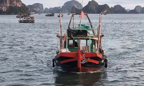 Quảng Ninh chủ động ứng phó với bão Matmo và cuồng phong Hạ Long, đảm bảo an toàn cho du khách