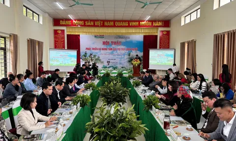 Trà Shan Tuyết Suối Giàng: Di sản xanh giữa ngàn mây và khát vọng xây dựng thương hiệu quốc gia