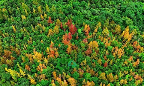 Quảng Trị: Điểm chạm "Mùa thu châu Âu" giữa lòng Tây Trường Sơn