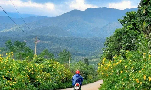 Khám phá vẻ đẹp mùa hoa Dã quỳ tại xã Hướng Phùng, Quảng Trị