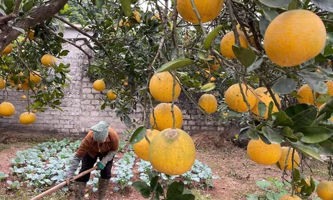 Đánh thức du lịch Vân Đình bằng công nghiệp văn hóa và trải nghiệm nông nghiệp xanh