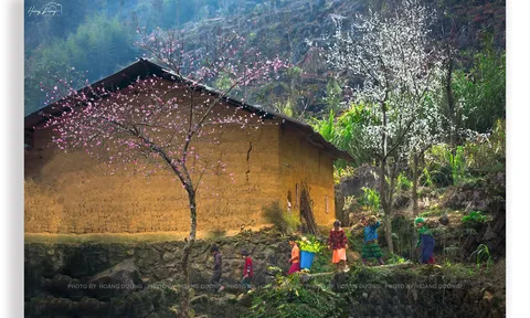 Xuân về trên miền đá nở hoa