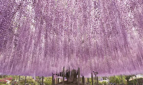 KHÔNG CHỈ CÓ HOA ANH ĐÀO, KANTO MỞ RA HÀNH TRÌNH KHÁM PHÁ NHỮNG MÙA HOA RỰC RỠ QUANH TOKYO