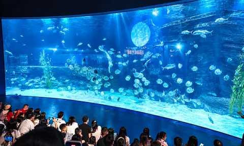 Múa lân ở độ sâu 7m, nàng tiên cá đón trăng giữa đại dương tại Thủy cung Lotte World Hà Nội