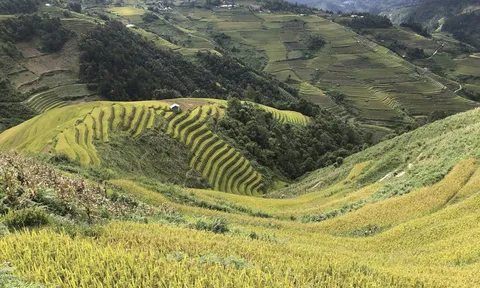 Mù Cang Chải: Đi tìm mùa vàng trên những cung đường dốc