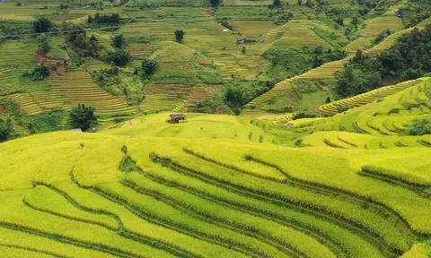 Lễ hội “Sắc chàm Lao Chải”: Mê mẩn mùa vàng ruộng bậc thang, say sắc chàm văn hóa Mông nguyên bản
