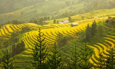 Ngất ngây mùa lúa chín vùng rẻo cao Hà Giang