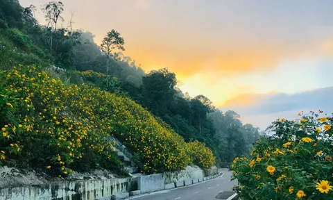 Hoa dã quỳ nở rộ rồi, rủ ngay hội bạn thân đi ngắm hoa ngay ở Hà Nội
