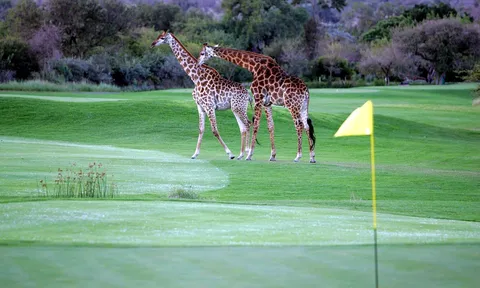 Review siêu chi tiết top 10 sân golf tốt nhất Nam Phi