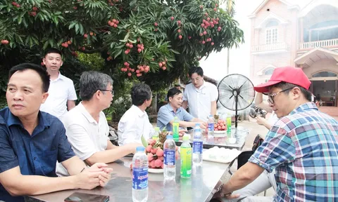 Bắc Giang: Chương trình du lịch “Vải thiều Lục Ngạn - Tinh hoa trái cây Việt” đã sẵn sàng