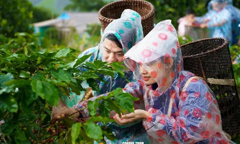 Khe Sanh Coffee Tour - tour du lịch nông nghiệp đúng nghĩa đầu tiên tại Quảng Trị