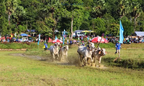 An Giang: Điều gì làm nên sức hấp dẫn của Hội Đua bò Bảy Núi lần thứ 30 năm 2025?