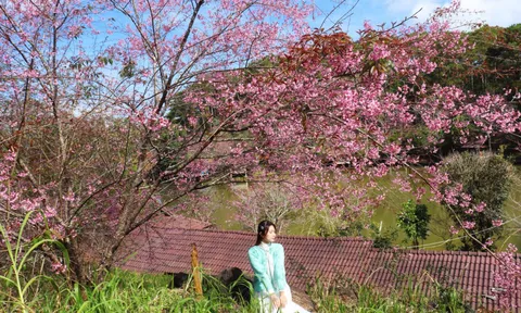 Check-in Măng Đen vào mùa hoa anh đào đẹp nhất: Hơn 20.000 cây đồng loạt khoe sắc