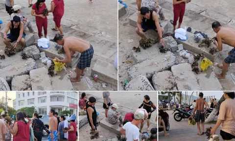Khánh Hòa: Xác minh nhóm du khách bẻ san hô ở Hòn Chồng, có thể bị phạt đến 100 triệu đồng