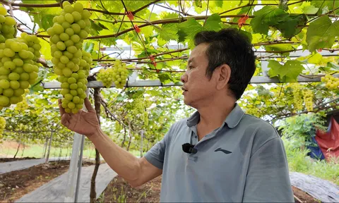 Đột nhập vườn nho sở hữu giống đắt nhất thế giới ngay tại Phú Thọ