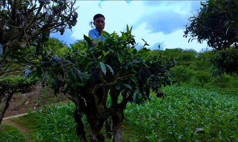 Đánh thức báu vật trăm tuổi gắn với phát triển du lịch ở Phú Thọ